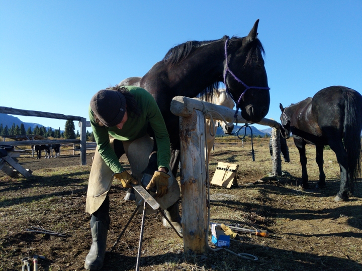 shoeing