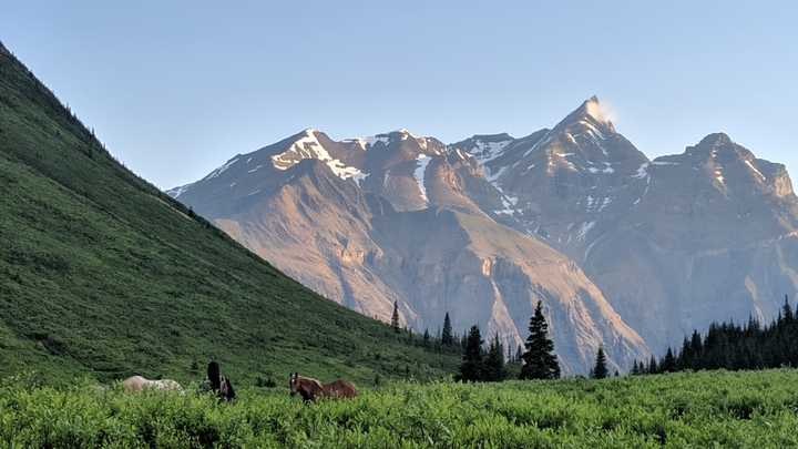 Catching horses of a morning