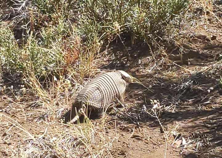 Spotted an armadillo!