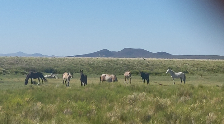 Viewing Rafael’s wild horse herds